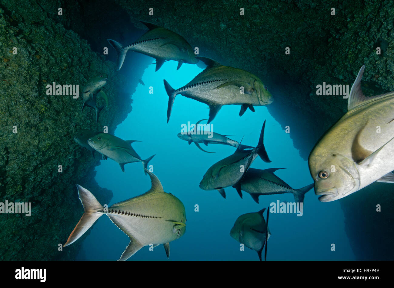 Scuola di Black Jack in una grotta, carangidi nero, l'isola di Malpelo, Colombia, Oriente Oceano Pacifico Foto Stock
