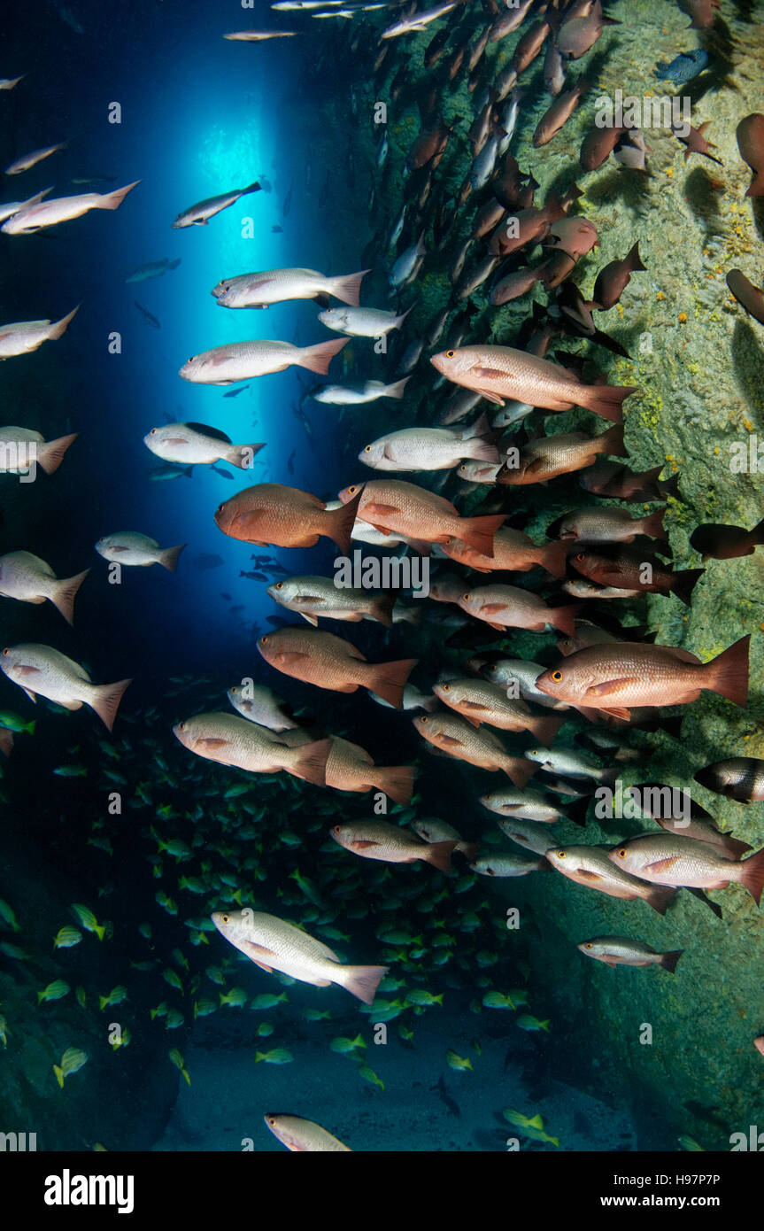 Scuola di Whipper Snapper, Jordans Snapper, l'isola di Malpelo, Colombia, Oriente Oceano Pacifico Foto Stock