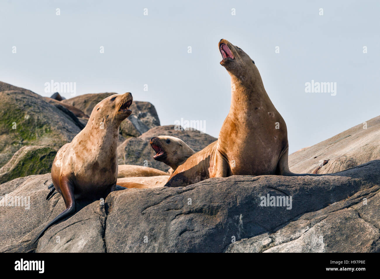 Steller leoni marini, Alaska Foto Stock