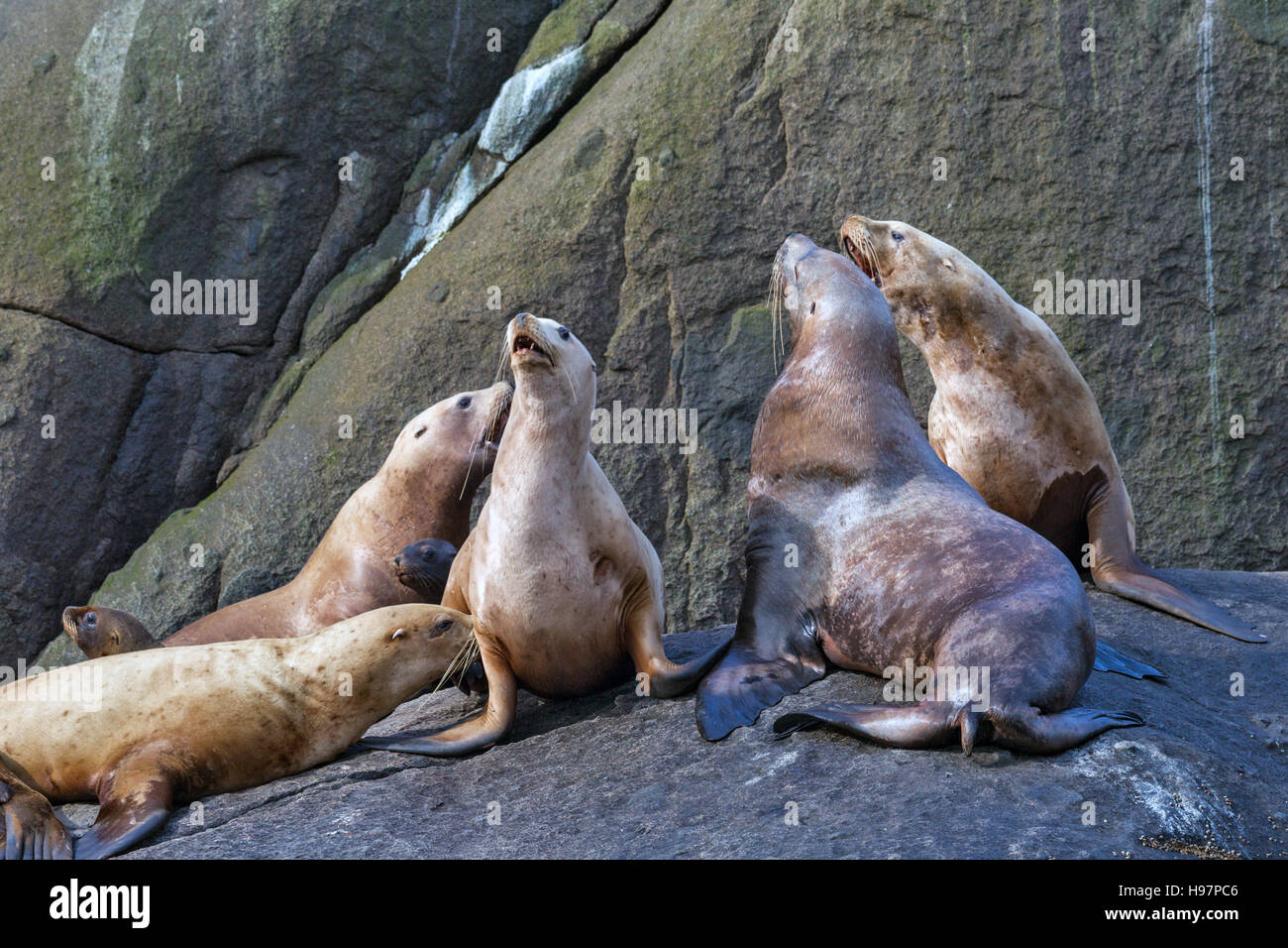 Steller leoni marini, Alaska Foto Stock