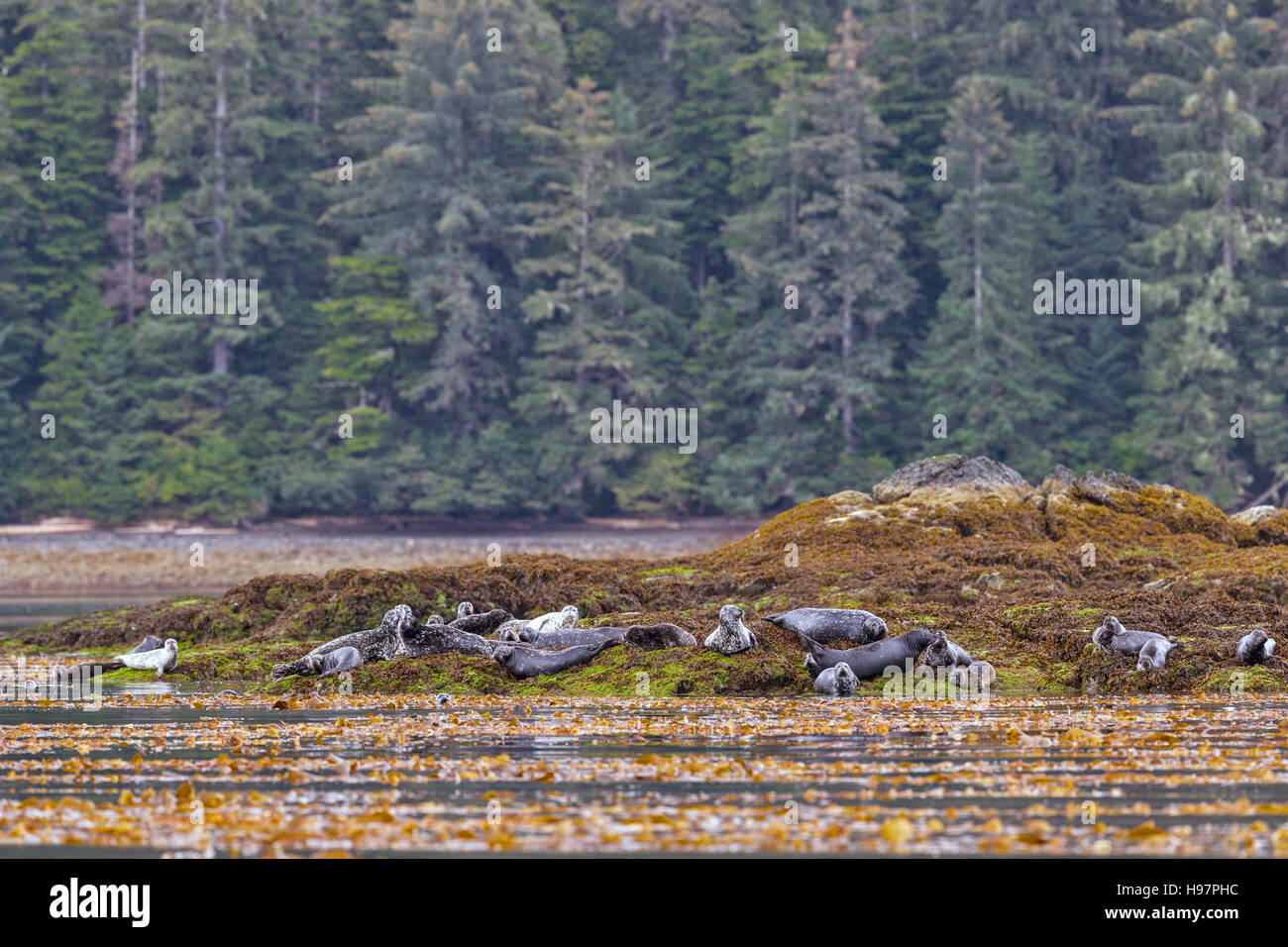 Una colonia di Harbor guarnizione (Phoca vitulina) trainati-out al resto dell'alga rocce coperte sulla riva di Tongass National Forest, Alaska Foto Stock