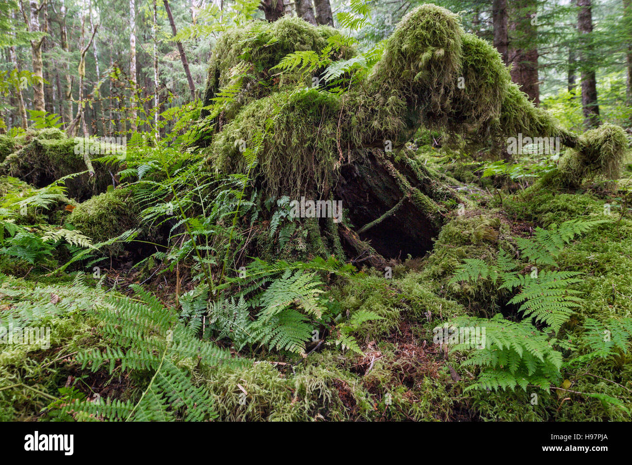 Coperte di muschio ceppo di albero, Tongass National Forest, Alaska Foto Stock