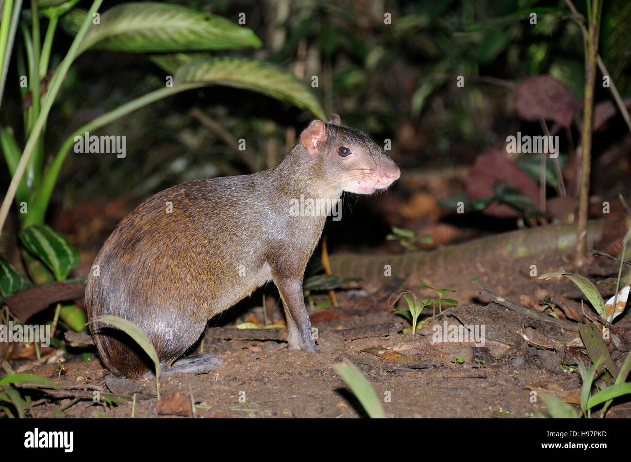 America centrale agouti, foresta pluviale, Gamboa, Panama Foto Stock