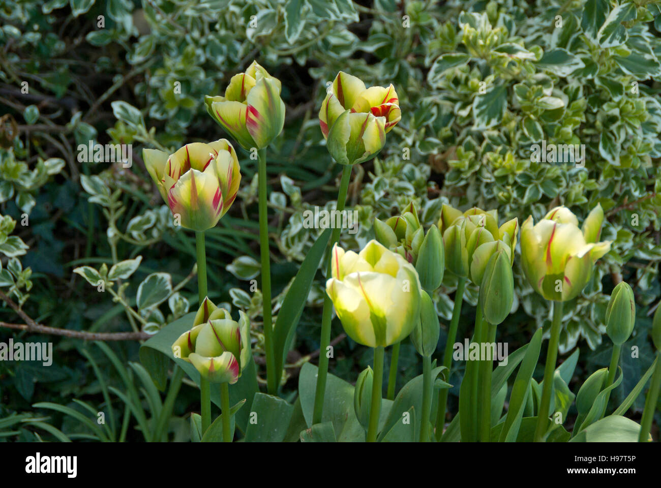 Tulip Flaming Verde primavera Foto Stock