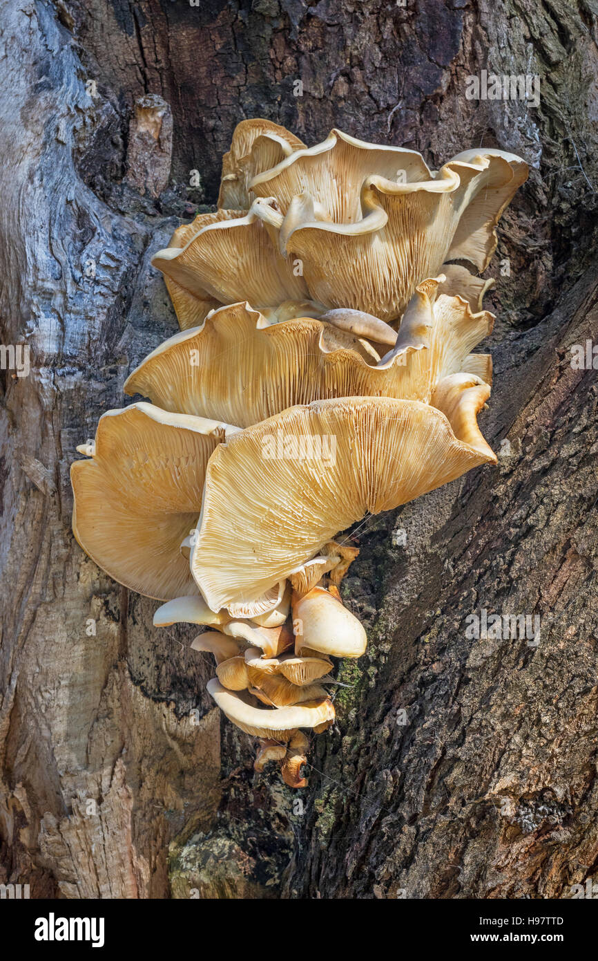 Staffa funghi che crescono su un albero a Lago di Pastore a Perth, Western Australia. Foto Stock