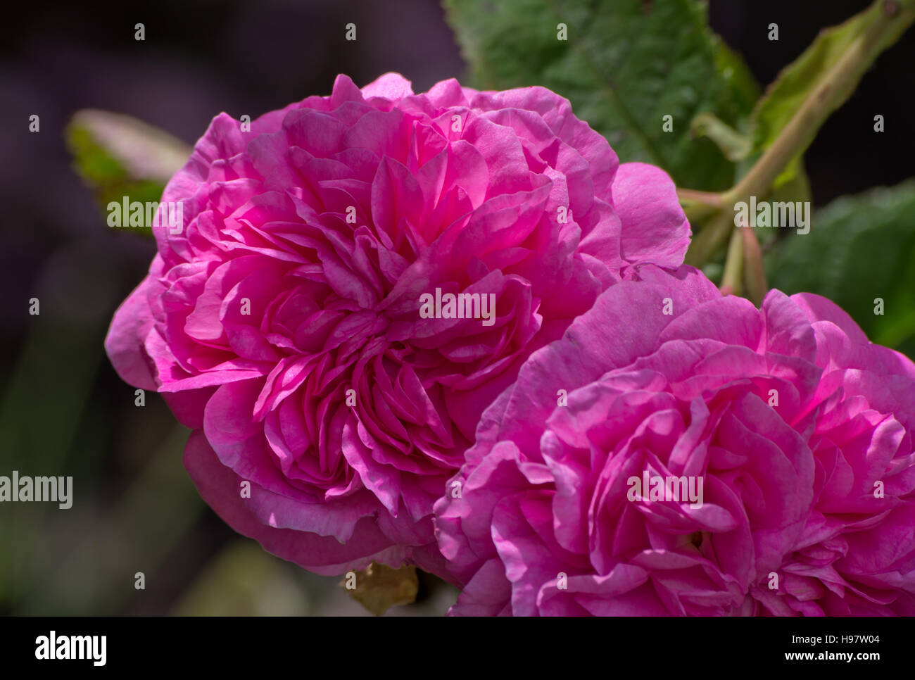 Rose Ville de Bruxelles Foto Stock