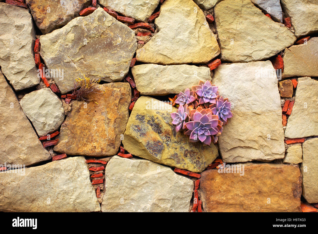 Muro a secco con le piante succulente Foto Stock