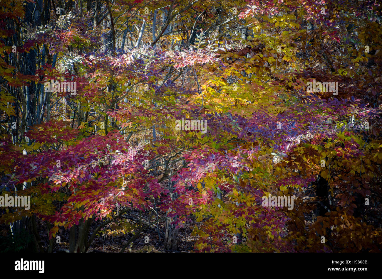 Multi-Colore di autunno Foglie sugli alberi lungo il lago di flusso Accotink Valley Trail, Springfield, Virginia. Foto Stock
