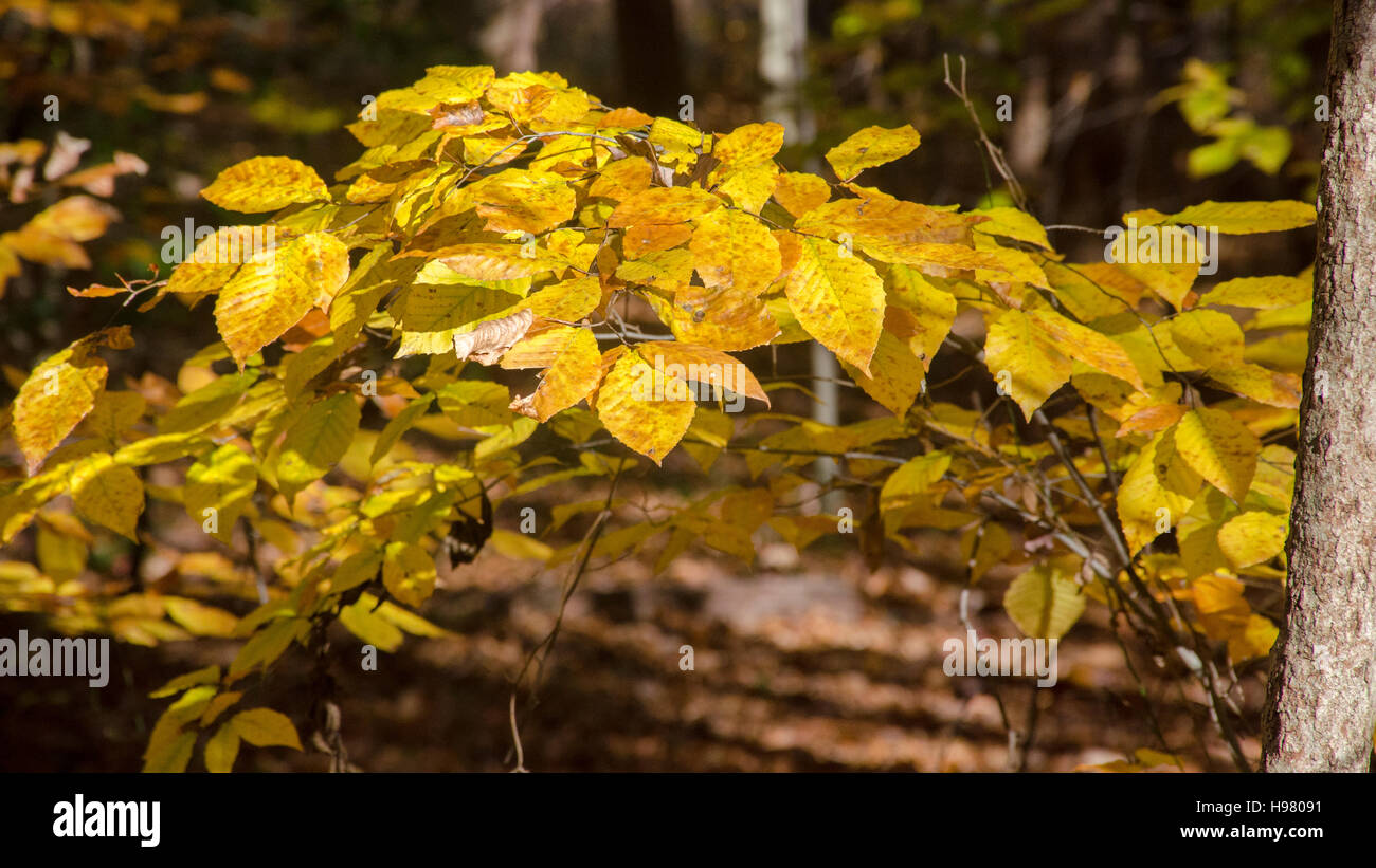 Foglie di giallo su un albero lungo il lago di flusso Accotink Valley Trail, Springfield, Virginia, Novembre. Foto Stock