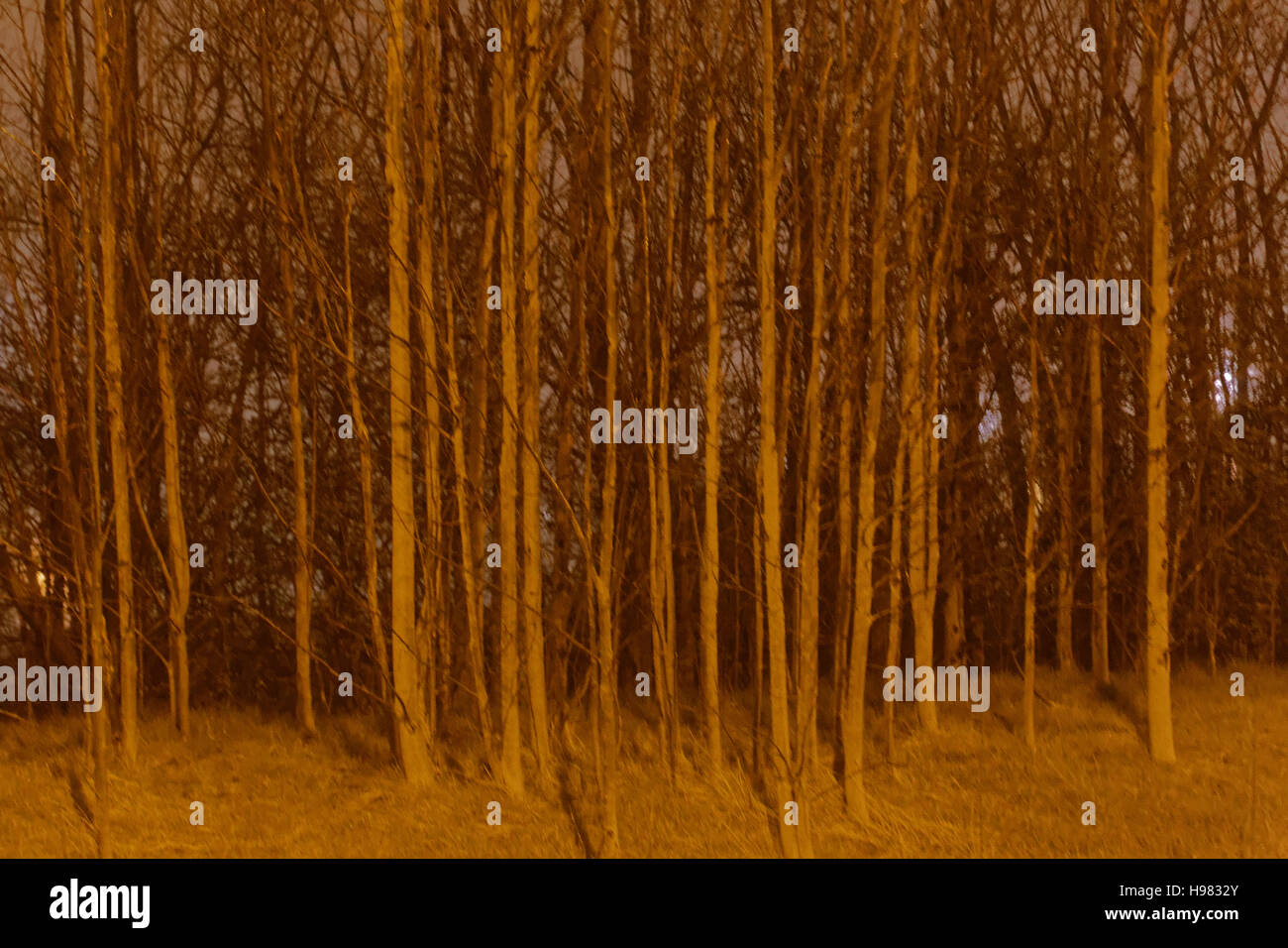 Notte di Nebbia di Glasgow misty condizioni di alberi in legno dopo la mezzanotte Foto Stock
