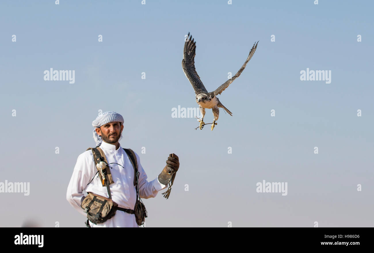 Dubai, UAE, Novembre 19th, 2016: Una falconer in abito tradizionale, la formazione di un falco pellegrino (Falco peregrinus) Foto Stock