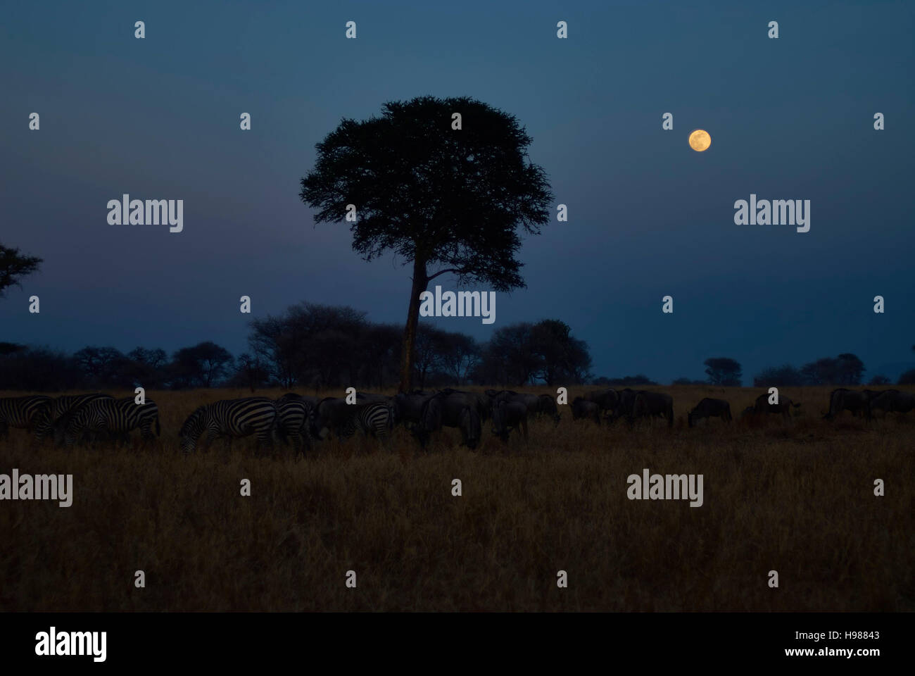 Mandria di zebre e GNU pascolo a luna piena (Tarangire National Park, Tanzania) Foto Stock