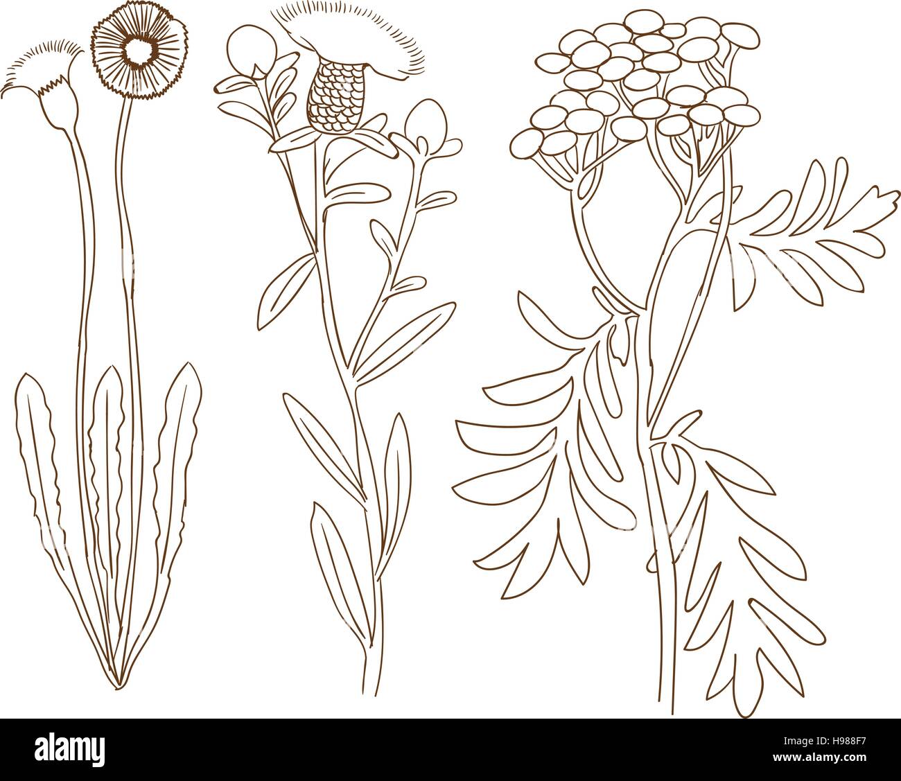 Pianta dettagliata schizzo Illustrazione Vettoriale