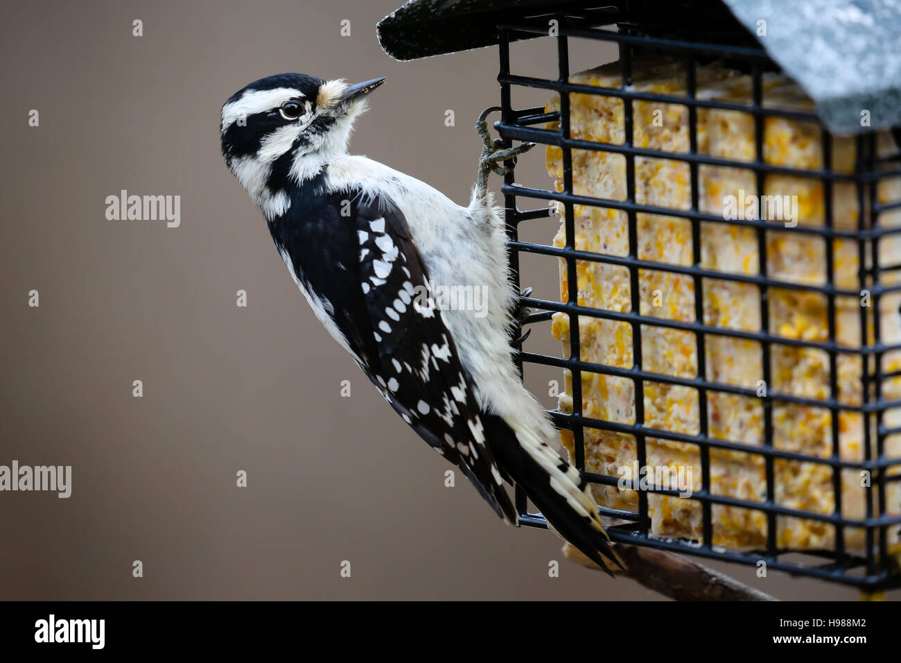 Close-up di un picchio lanuginosa mangiare a un alimentatore suet. Foto Stock