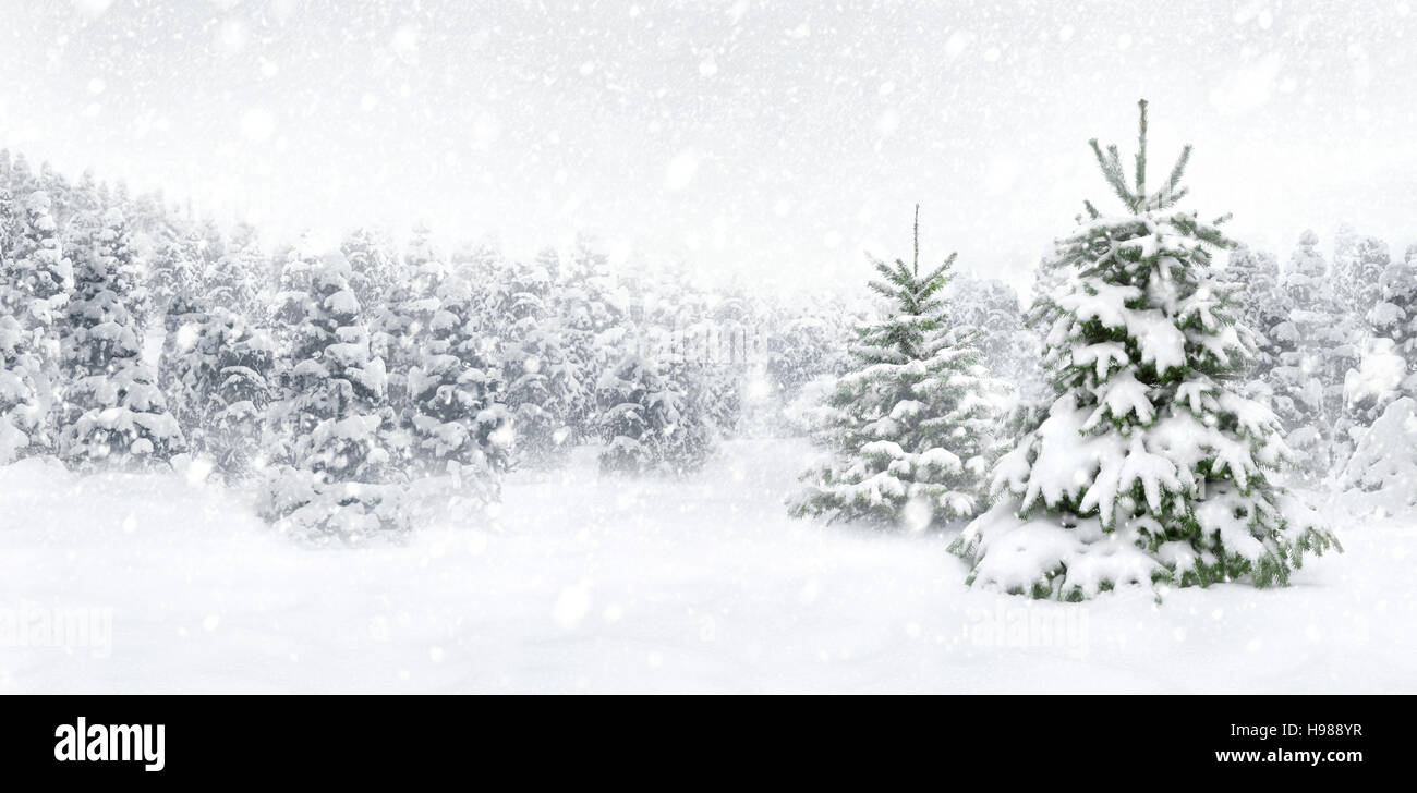 All'aperto panorama colpo di due giovani abeti in neve spessa in corrispondenza di un bordo di una foresta, per la perfetta atmosfera natalizia Foto Stock