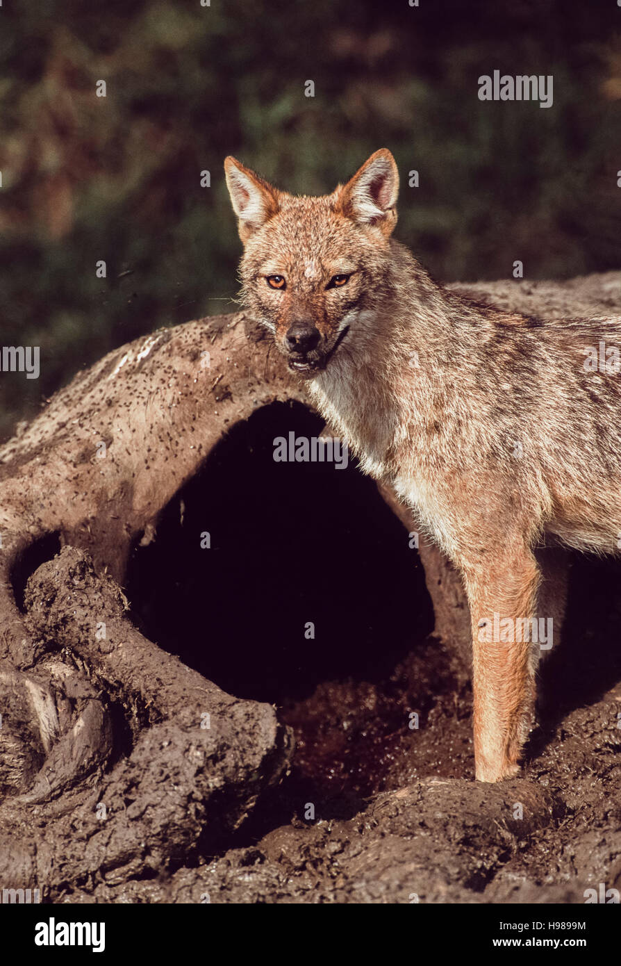 Jackal indiano,(canis aureus indicus),lavaggio interno sulla carcassa di vacca,Velavadar,Gujarat, India Foto Stock