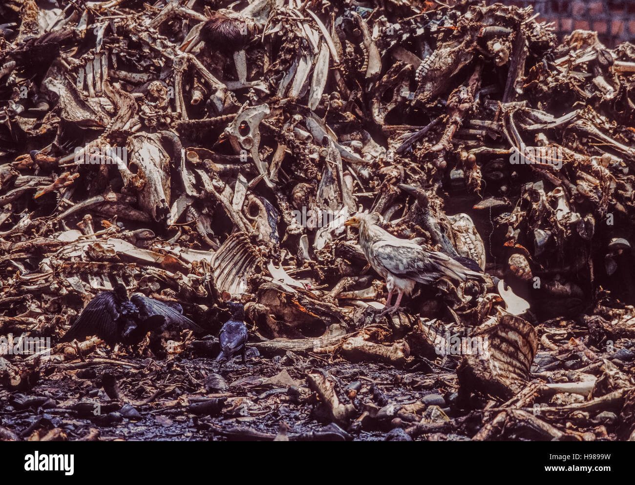 Pile di mucca,capra e pecora delle ossa presso un impianto fertilser con casa corvi e un avvoltoio Capovaccaio,lavaggio Bharatpur,l'India Foto Stock