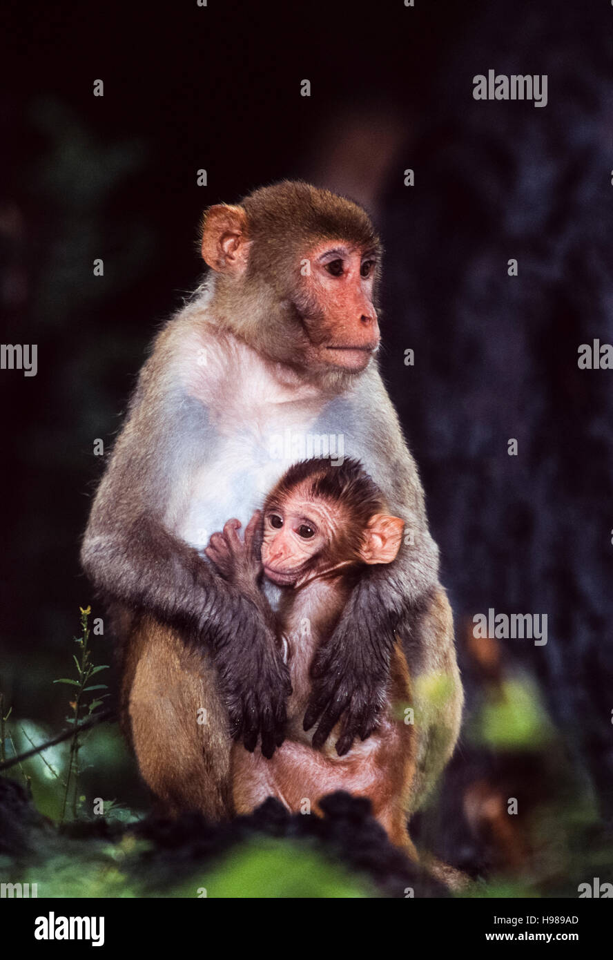 Macaco Rhesus (macaca mulatta),una madre siede tenendo il suo bambino nelle braccia , di Keoladeo Ghana National Park, Bharatpur, India Foto Stock