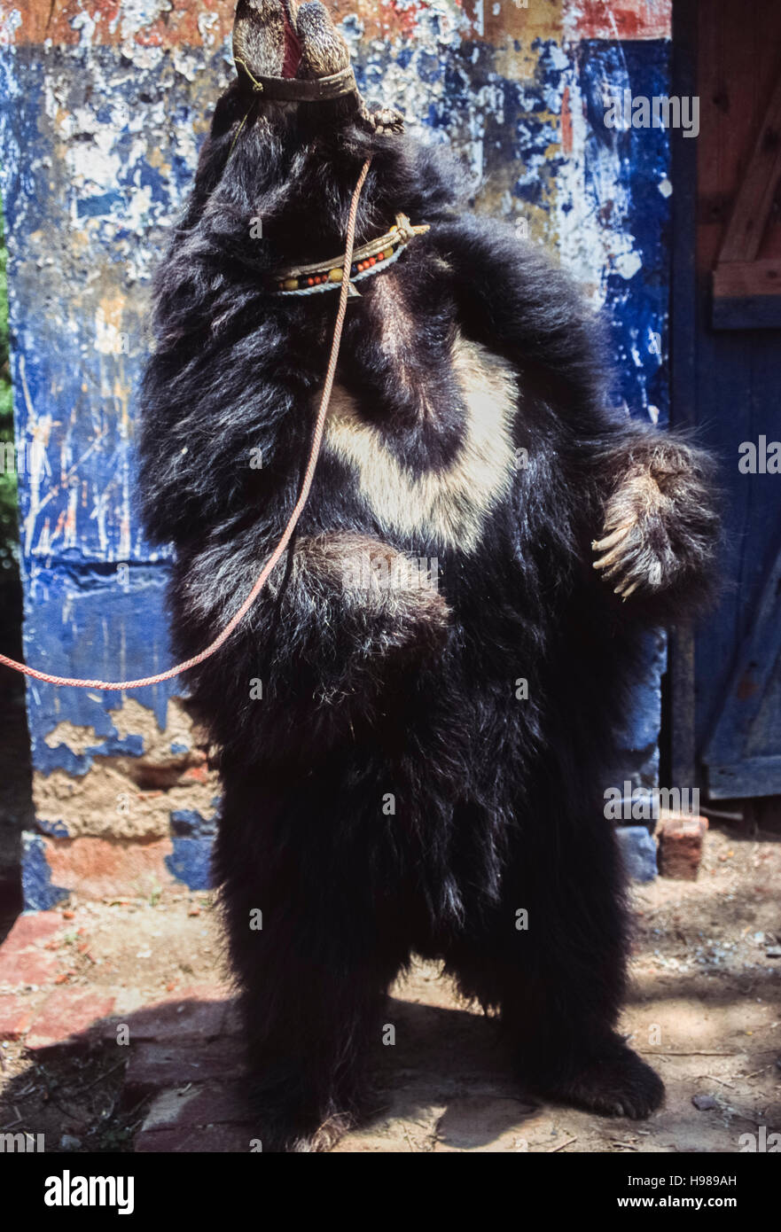 Sloth Bear,(Melursus ursinus),captive bear esecuzione di ballo,dancing bear,Rajasthan,l'India Foto Stock
