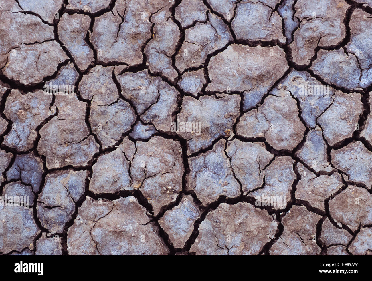 Incrinato il fango o terra durante il periodo di siccità in Gujarat, India Foto Stock