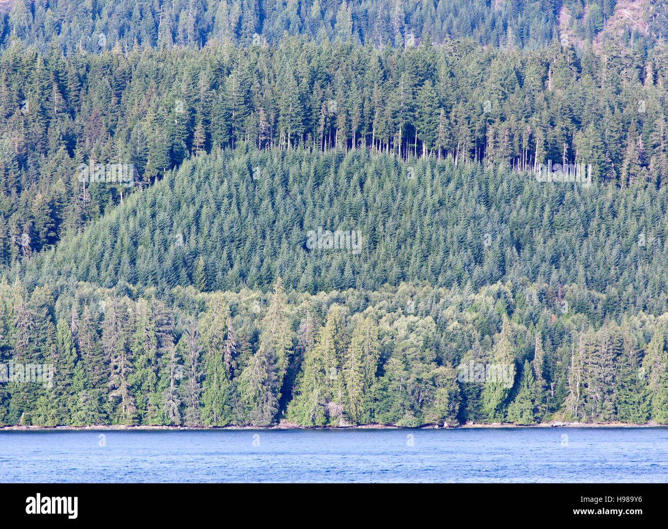 La vista della British Columbia shore densa di alberi (Canada). Foto Stock