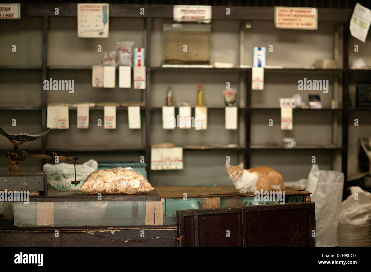 Cat on a bordo, shop, Havana, Cuba Foto Stock