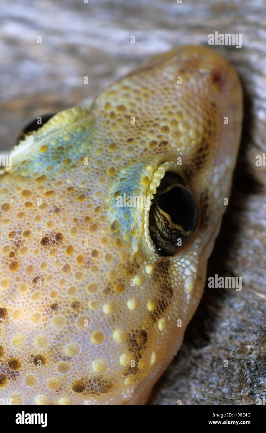 Mediterranean House Gecko (Hemidactylus turcicus), Marocco, Africa Foto Stock