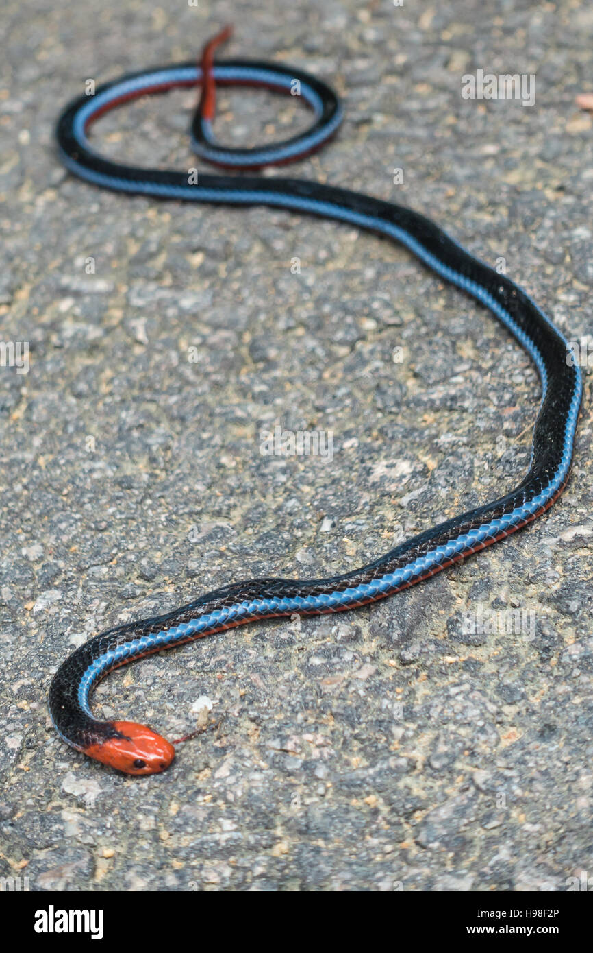 Malaysian corallo blu snake (Calliophis bivirgata) giacente immobile. Foto Stock