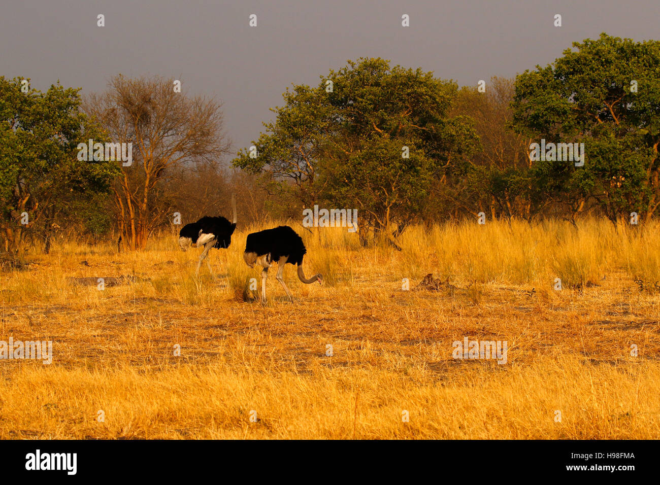 Due maschi pascolo di struzzo insieme in Africa sono aperti di pianura. Gli struzzi hanno potenti calci & può correre veloce per proteggere se stessi Foto Stock