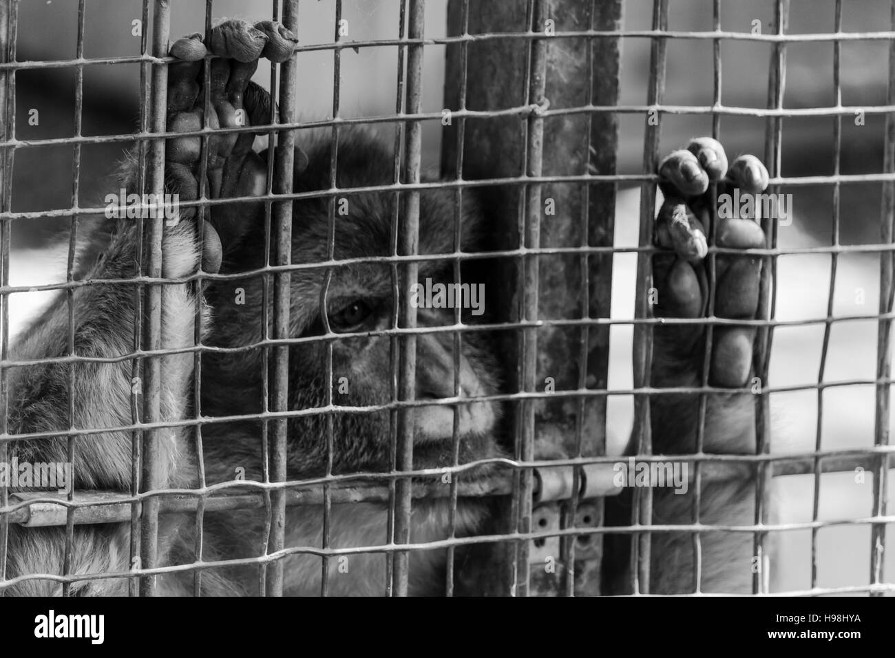 Triste macaque tenendo la gabbia bar Foto Stock
