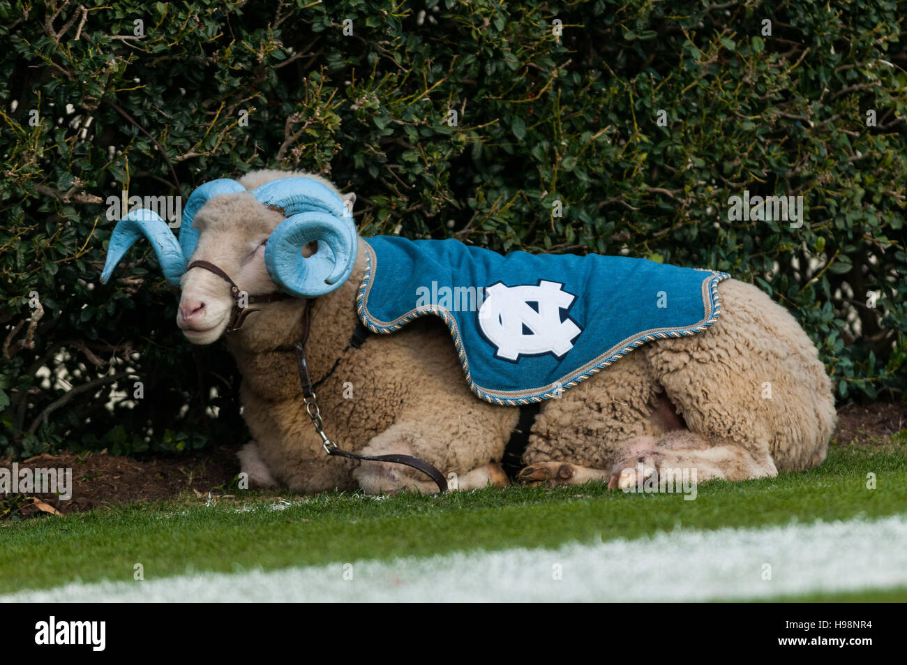 Chapel Hill, North Carolina, USA. Xix Nov, 2016. Nov. 19, 2016 - Chapel Hill, N.C., STATI UNITI D'AMERICA - Ramses, all'università di North Carolina Tar mascotte di tacco, rilassa sulla collaterale durante la prima metà di un NCAA Football gioco tra il North Carolina Tar Heels e la Cittadella Bulldogs a Kenan Memorial Stadium di Chapel Hill, N.C. Carolina del Nord ha vinto il gioco, 41-7. © Timothy L. Hale/ZUMA filo/Alamy Live News Foto Stock