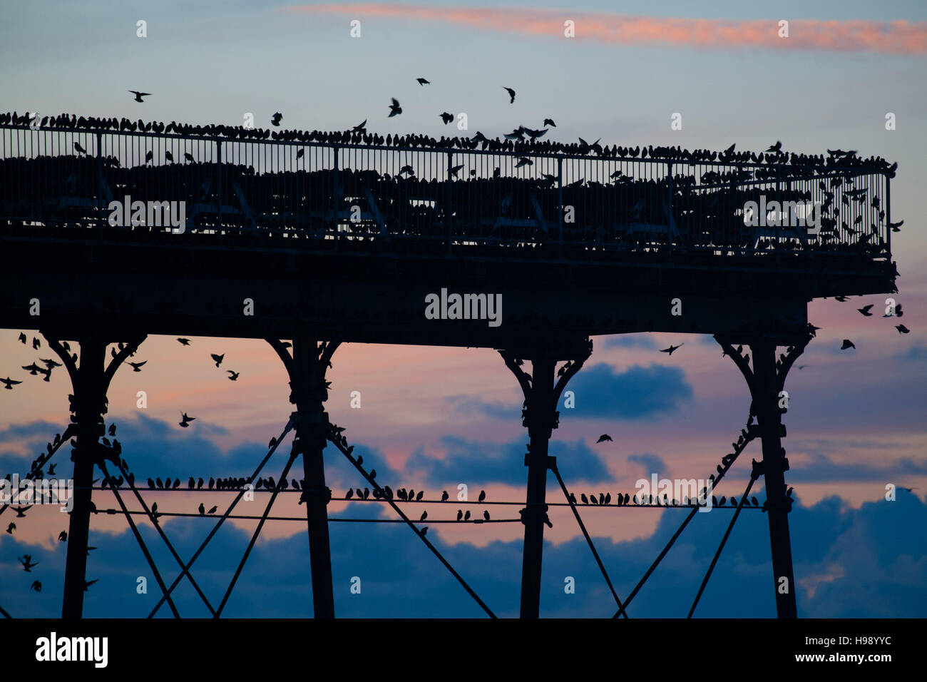 Aberystwyth Wales UK, domenica 20 novembre 2016 UK meteo : su un tranquillo e limpido e fredda sera branchi di storni volare in dalla loro alimentazione diurno motivi di appollaiarsi su parapetti di Aberystwyth pier sulla costa del Galles occidentale ogni sera in autunno e inverno, e decine di migliaia di uccelli si riuniscono per posatoio in condizioni di sicurezza per tutta la notte sulla struttura a reticolo di ghisa gambe sotto il lungomare vittoriano pier Photo credit: Keith Morris / Alamy Live News Foto Stock