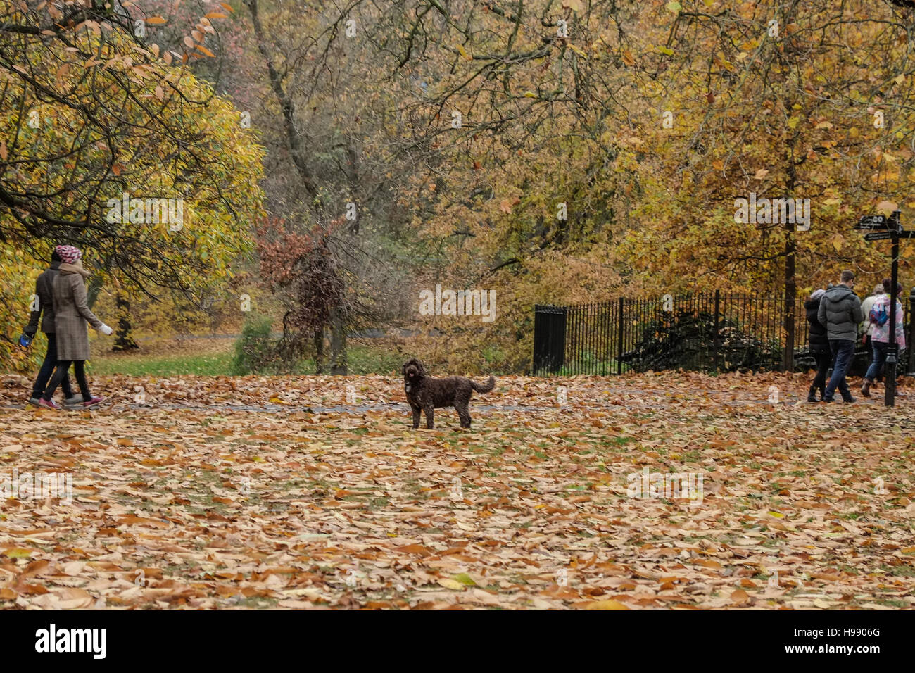 Londra, Regno Unito. Xx Novembre 2016. Il parco di Greenwich visiters della su un panno ventoso pomeriggio dopo la tempesta Angus ha flagellato la costa sud dell'Inghilterra con venti di 84km/h . Credito: claire doherty/Alamy Live News Foto Stock