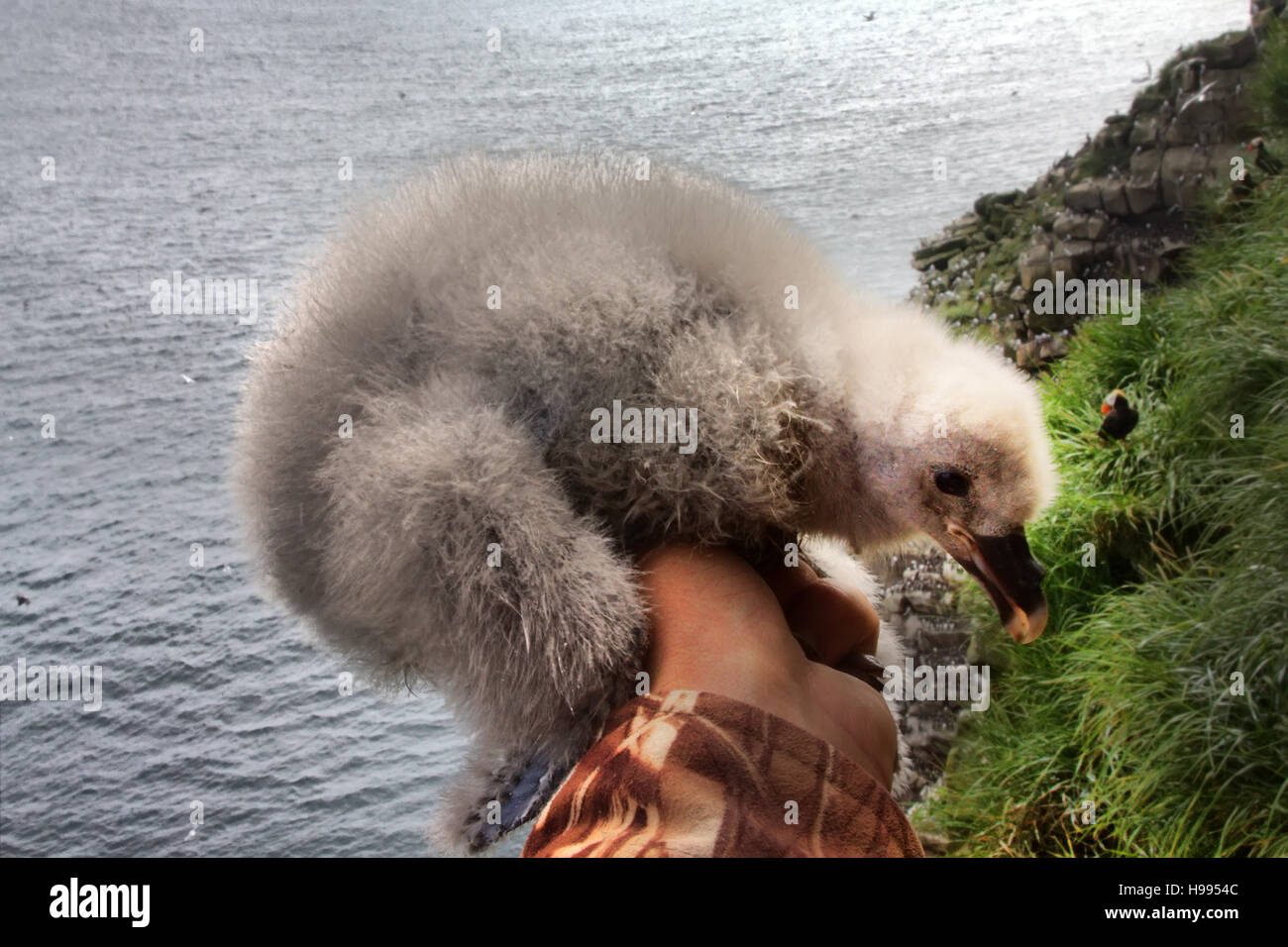 Spessore soffice bianco nidiacei di Fulmar (Fulmarus glacialis) nella mano del ricercatore-ornitologo amid birdy spot e oceano. Isole Aleutian-Commander, Foto Stock