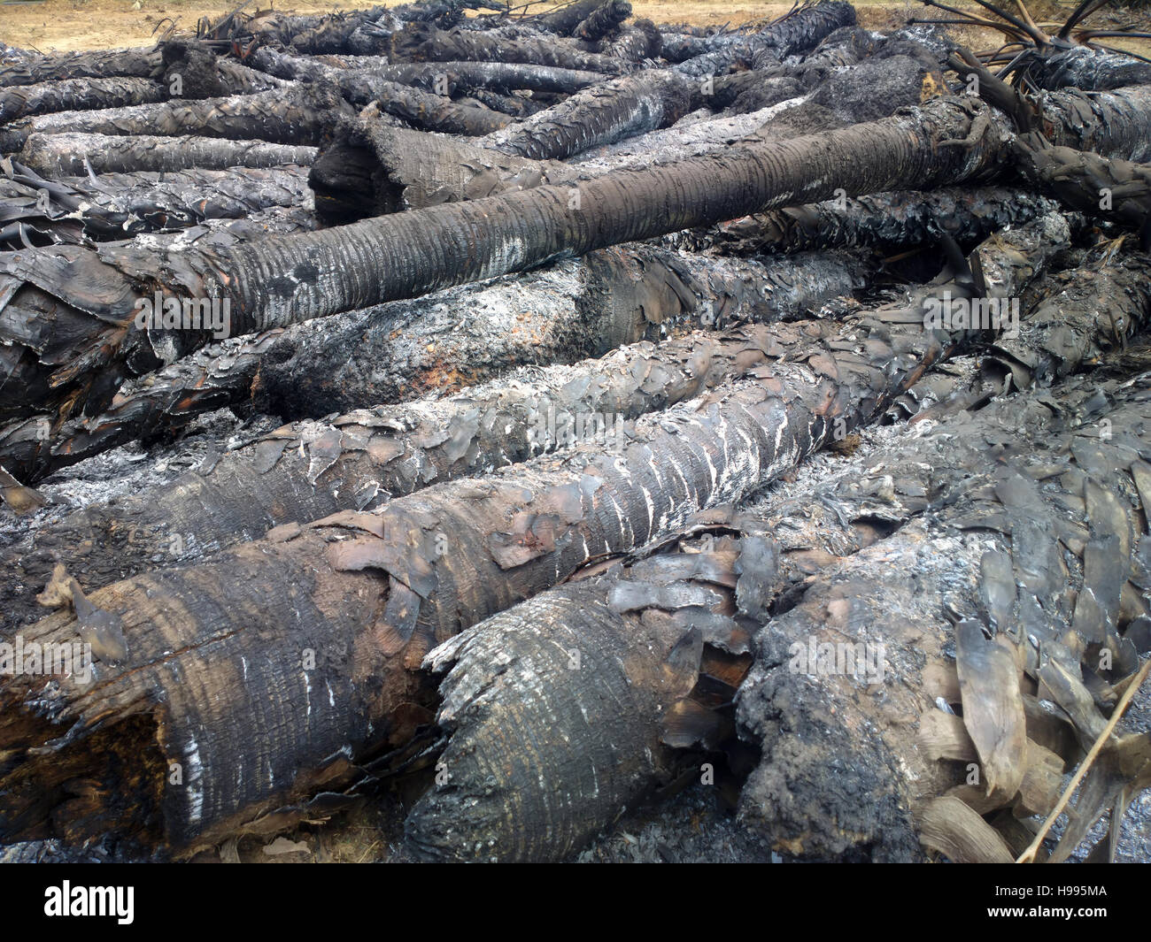 Conflagrazione nella foresta pluviale. Fire sinistra tronchi carbonizzati delle palme Foto Stock