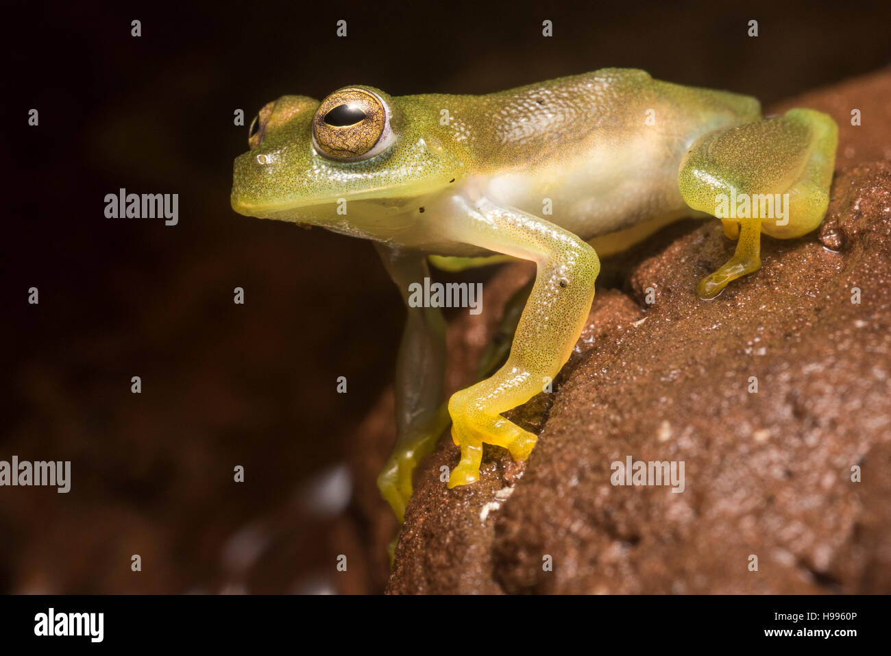 Un glassfrog (Rulyrana sp.), arroccata su una roccia in un fiume in Perù. Foto Stock