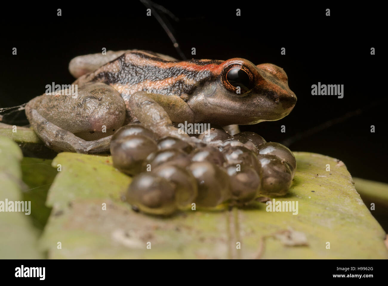 Un maschio di Los tayos rana a razzo (Hyloxalus nexipus) custodisce la sua uova nella giungla peruviana. Un comportamento tipico di avvelenare le rane. Foto Stock