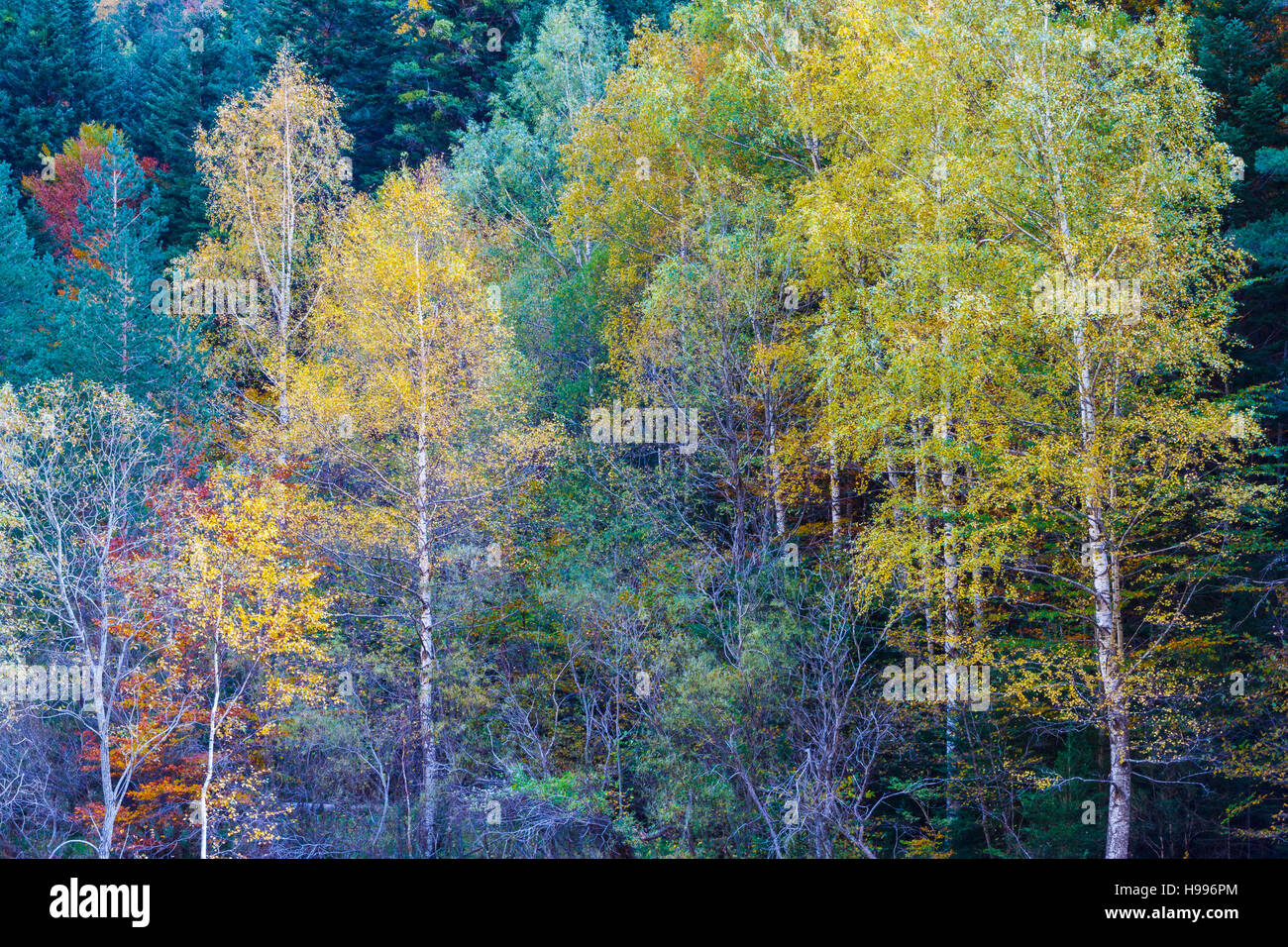 Bosco di latifoglie in autunno. Foto Stock