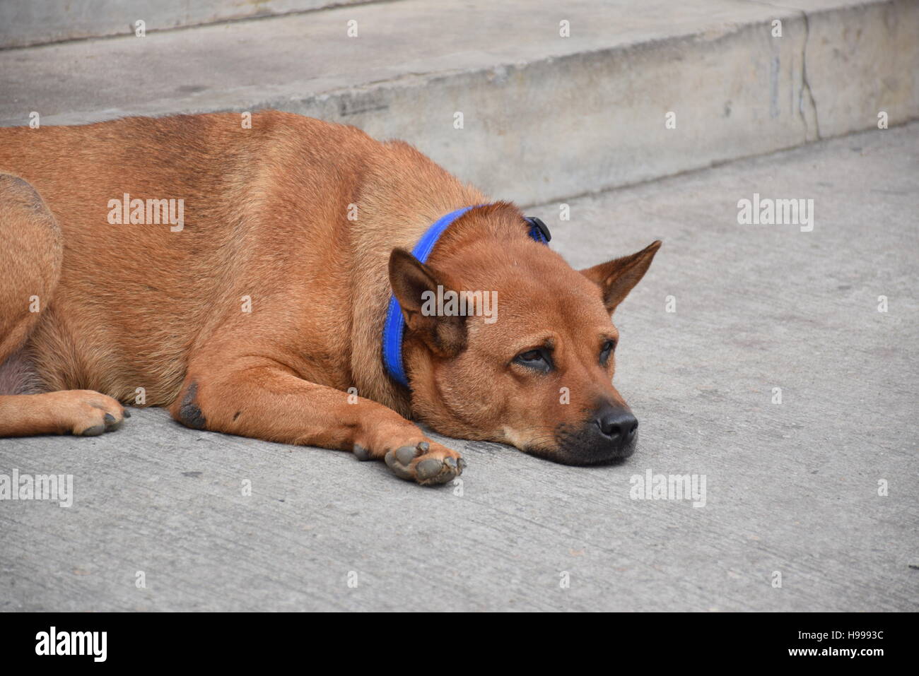 Close-up di un cane marrone con collare blu in appoggio sulla strada Foto Stock