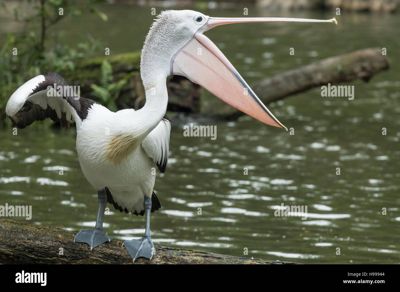 Pellicano australiano (Pelecanus conspicillatus) in un aggressivo rappresentare. Foto Stock