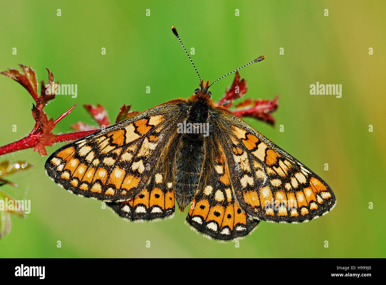 Marsh Fritillary Butterfly a riposo Foto Stock