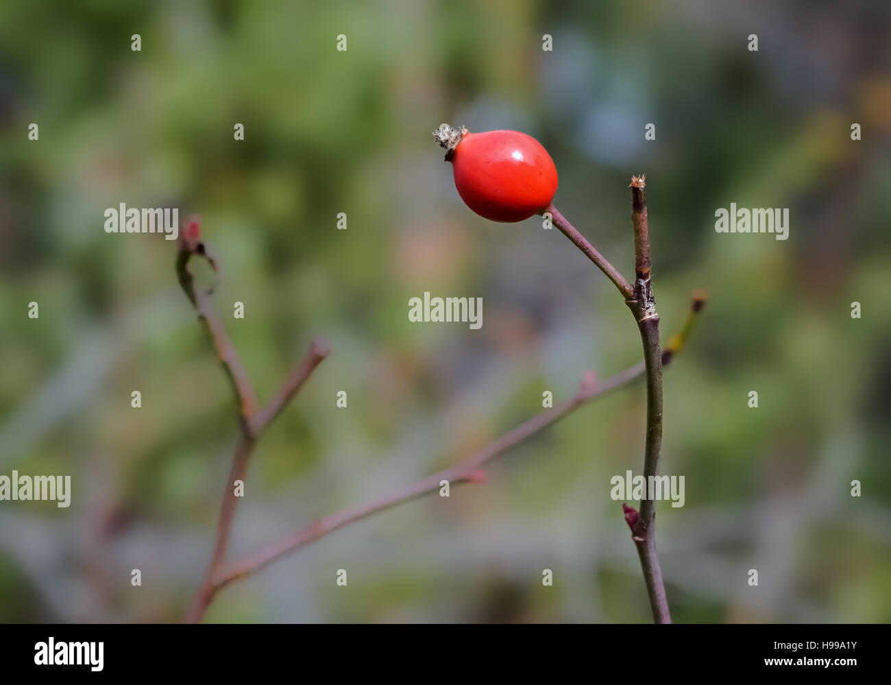 Primo piano di una singola bacca rossa su un ramoscello sottile Foto Stock