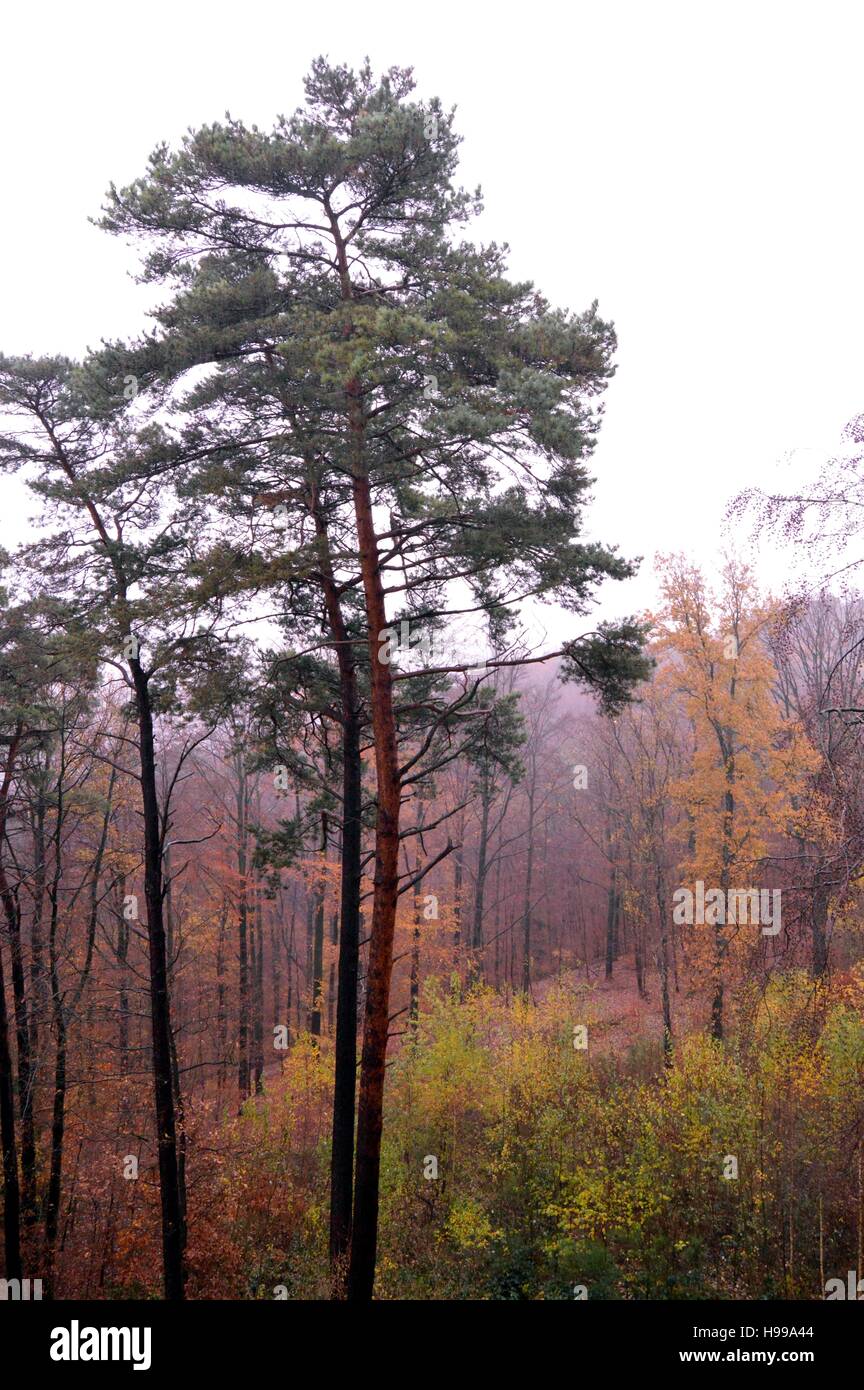 Alberi con colori autunnali sotto la pioggia Foto Stock