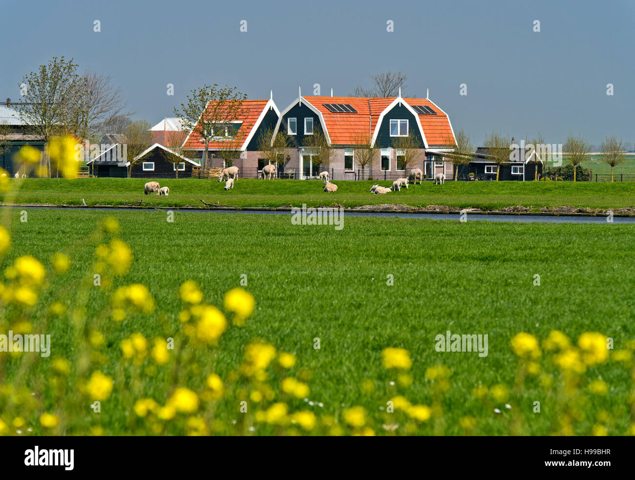 Agriturismo nel terreno paludoso, Beemster, regione di Waterland, North Holland, Paesi Bassi Foto Stock