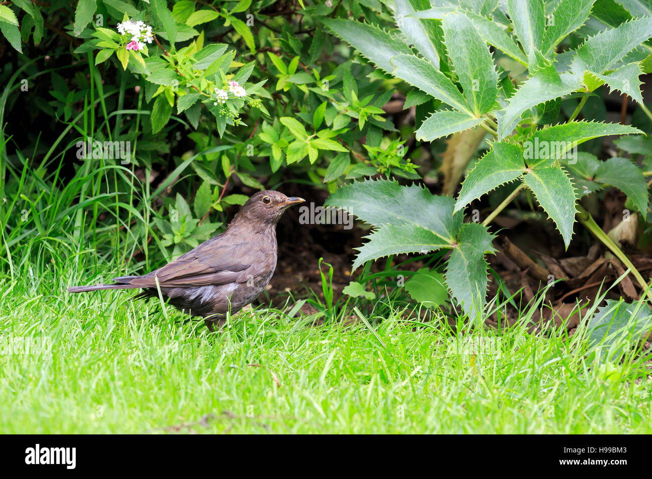 Merlo femmina alla ricerca di cibo in un giardino DEL REGNO UNITO Foto Stock