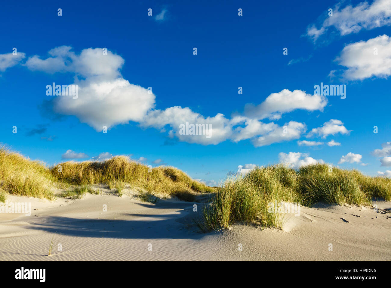 Dune sulla costa del Mare del Nord dell'isola Amrum, Germania Foto Stock