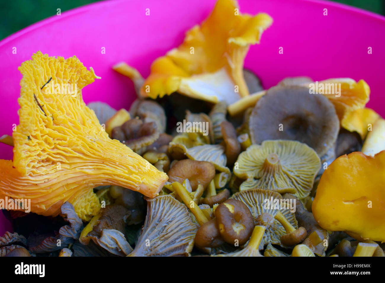 Primo piano di imbuto Cantarelli (Craterellus tubaeformis) e i finferli (Cantharellus cibarius) Foto Stock