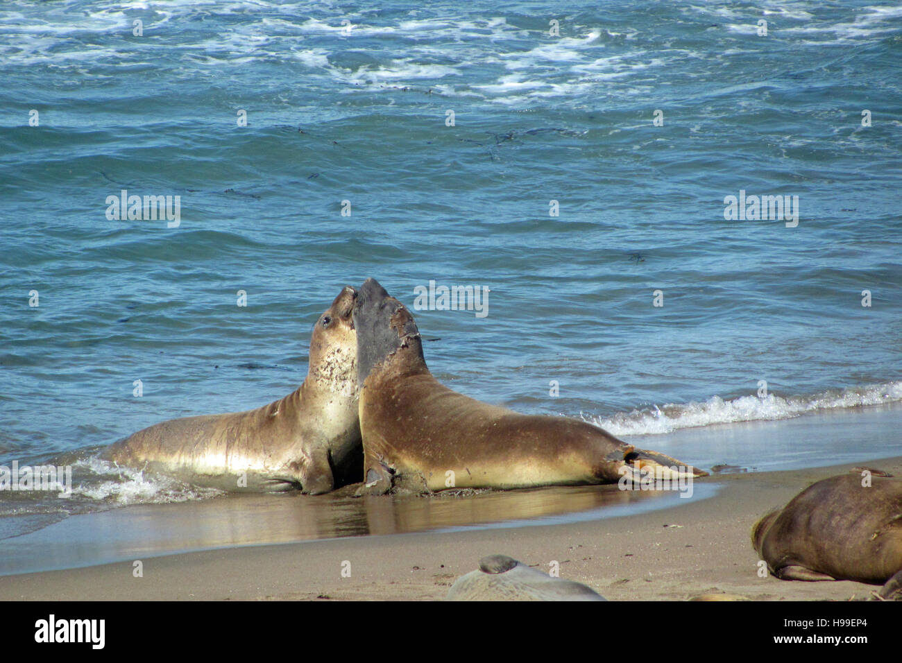 Le guarnizioni di tenuta di elefante combattendo sul punto PIEDRAS BLANCAS Beach, California, Stati Uniti d'America Foto Stock