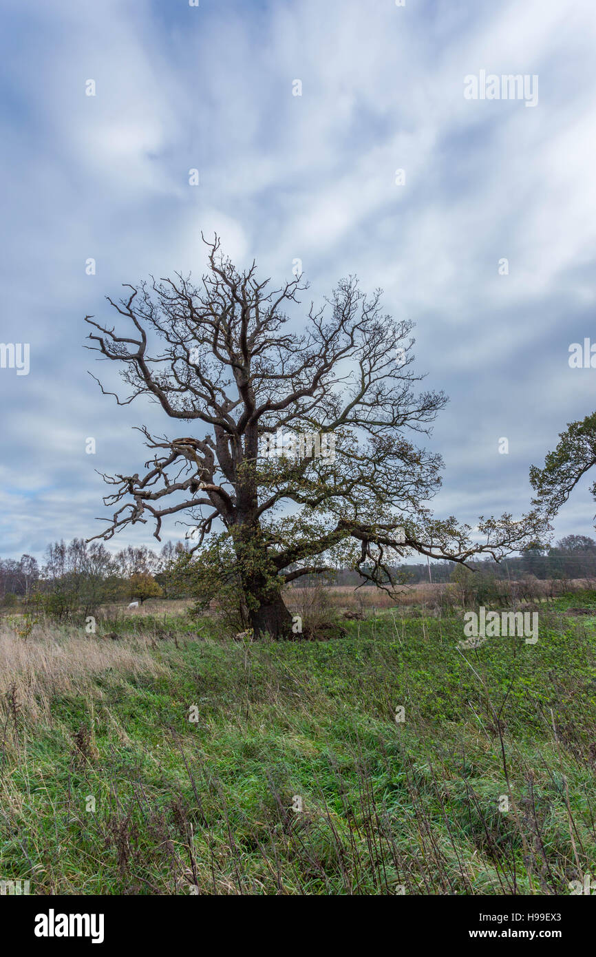 Un singolo albero in un campo verde senza foglie con un cielo blu e alcune nuvole Foto Stock