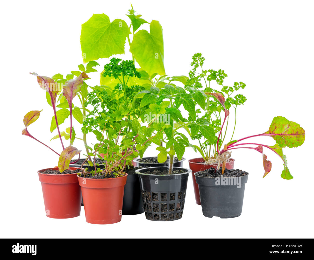 Impostazione del giovane piantina di fresco verde ortaggio in vasi di fiori isolati su sfondo bianco, close up Foto Stock